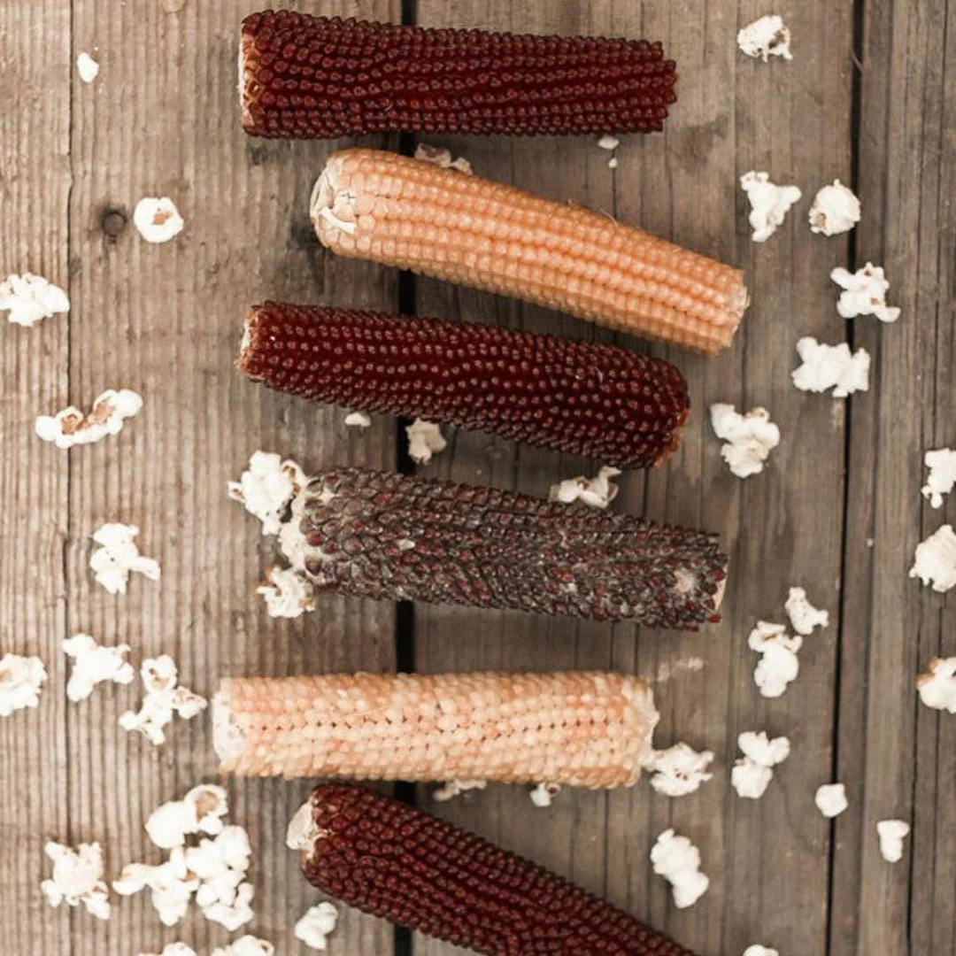 Microwave Popcorn on the Cob - Hand-Harvested & Cardboard